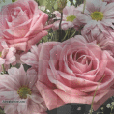 PINK FLOWER BACKGROUND