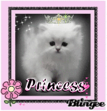 princess kitty