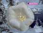 white winter bloom