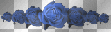 row of blue roses