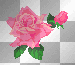 small pink roses