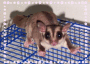 sugar glider
