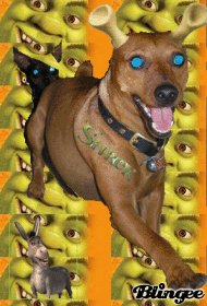 shrek