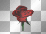 red rose