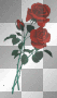 red roses