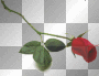 single rose