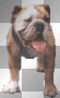 bulldog
