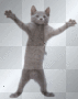 dancing cat