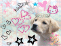 Golden Retriever Golden Retriever