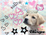 Golden Retriever Golden Retriever