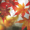 leaves autumn