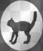 pissed off black cat