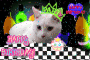 SURFKITTEN79