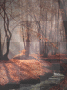 Autumn Walk