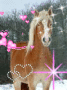 Haflinger