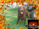 kodiak happy halloween