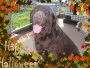 libby happy halloween