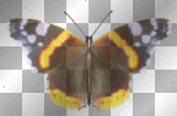 butterfly