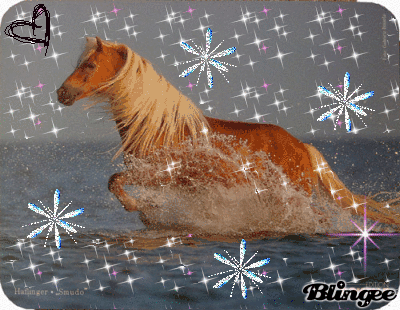 Haflinger2