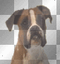 boxer licks