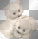 cute bears