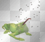 lizard