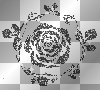 blackrose