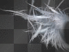 wing