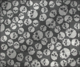 Skulls