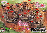 tigers