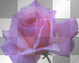 psychadelic rose