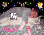baby auf katze baby auf katze