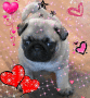 cute pug