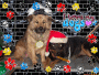 DOGS