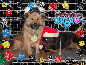 DOGS