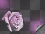 purple rose