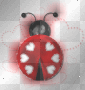 coccinella