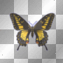 Yellow & Black Buttefly