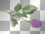 rose