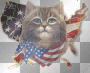 Proud to be American Cat