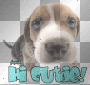 doggie!