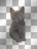 Cute Dark Gray Kitten **dnb**