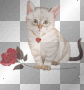 petit chat