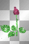animadet rose