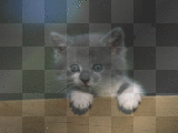 minou gris