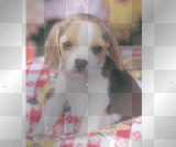 awww, my lil puppy!