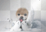 snowi
