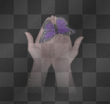 butterfly