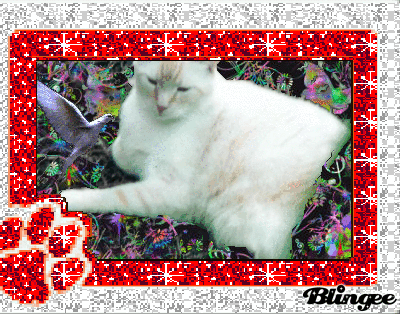 maveric cornica middle school