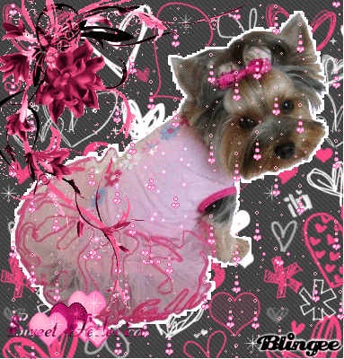 Dancer dog Dancer dog
